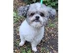 Ewok Erwin IN FOSTER & GOOD WITH CATS! Poodle (Miniature) Young Male