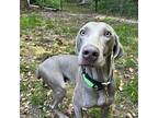 Zeke Weimaraner Young Male