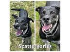 Koda (Scattergories) American Staffordshire Terrier Adult Female