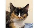 KITTEN PRETTY LIL POSEY Calico Kitten Female