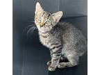Dalton Domestic Shorthair Kitten Male