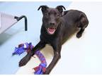 Midnight Mixed Breed (Medium) Adult Male