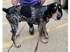 Otis Bluetick Coonhound Adult Male