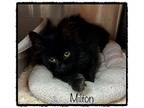MILTON Domestic Mediumhair Kitten Male