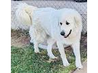 Ghost Great Pyrenees Adult Male