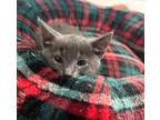 KITTEN LITTLE ONE Domestic Shorthair Kitten Female