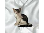 Finland Domestic Shorthair Kitten Male