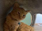 Cheddar Domestic Shorthair Kitten Male