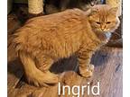 Ingrid Domestic Longhair Young Female