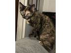 Tink Domestic Shorthair Kitten Female