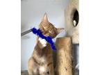 JOEY American Shorthair Kitten Male