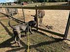 Zeus Neapolitan Mastiff Adult Male