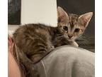 Honey Domestic Shorthair Kitten Female