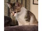 Talia Domestic Shorthair Kitten Female