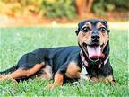 BABY-SPECIAL NEEDS 20 LBS. Miniature Pinscher Young Female