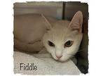FIDDLE Domestic Shorthair Adult Male
