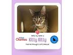 Kitty Kitty Domestic Shorthair Young Female