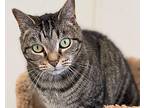 Jayden (fka Junior) Domestic Shorthair Adult Female