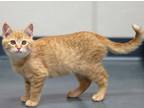 Clary Domestic Shorthair Kitten Female