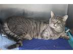 Marvin Domestic Shorthair Young Male