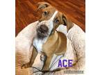 Ace Catahoula Leopard Dog Puppy Male