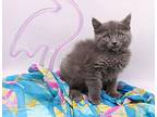 Blues Domestic Shorthair Kitten Male