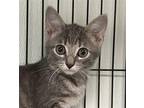 JOEY FOTONE Domestic Shorthair Young Male