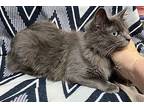 Monet' Russian Blue Young Female