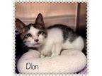 DION Domestic Shorthair Kitten Male