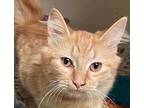 Pumpkin Domestic Mediumhair Kitten Female