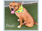 PEACH aka Roscoe American Bulldog Adult Male