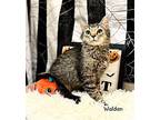 Walden Domestic Shorthair Young Male
