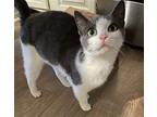 Isolde (independent little girl) Domestic Shorthair Young Female