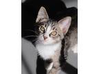 Eden Domestic Shorthair Young Female