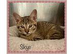 SKYE Domestic Shorthair Kitten Female