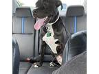 Bear American Pit Bull Terrier Young Male
