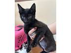 Delphine Domestic Shorthair Kitten Female