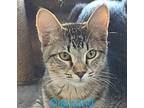 Diamond Domestic Shorthair Kitten Male