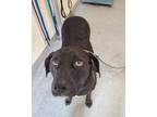 Lucille Labrador Retriever Adult Female