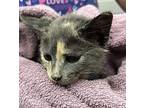 Whopper Domestic Shorthair Young Female