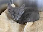 Ginelle Domestic Shorthair Adult Female