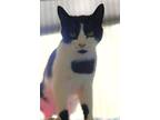 Angela Domestic Shorthair Young Female