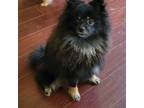 Pomeranian Puppy for sale in Oregon City, OR, USA