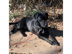 Adopt Bell a Labrador Retriever