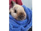 Adopt Toffee a Bunny Rabbit