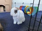 Adopt Princess a Holland Lop