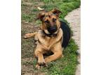 Adopt SPICE a German Shepherd Dog