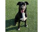 Adopt Claire a Labrador Retriever