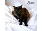 Adopt Jesse a Domestic Long Hair