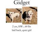 Adopt Gidget (Charlie) a Mixed Breed